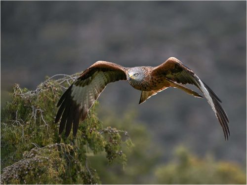 Ronnie Gilbert-Red-Kite-in-Flight