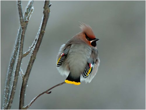 Ronnie Gilbert-Waxwing-on-a-Frosty-Day