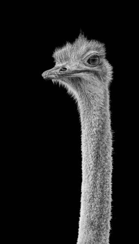 Mike Kidd-The-Neck-Of-It