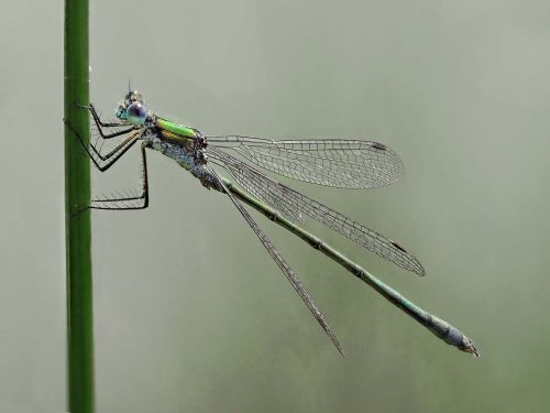 Jo Knight- Damselfly