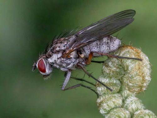 Jeremy Malley-Smith-Coenosia-tigrina-Common-Tiger-Fly