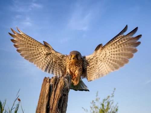 Jeremy Malley-Smith-Incoming-Kestrel