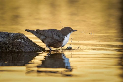 Tony Marsh-Dipper