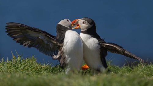 Tony Marsh-Fighting-Puffins