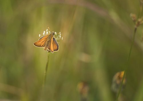 Tony Melling-small-skipper