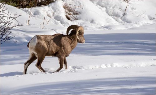 Carol Minks-Bighorn-Sheep 