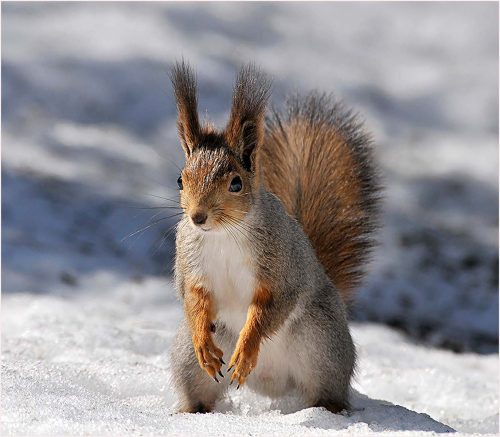 Carol Minks-Red-Squirrel-in-Winter