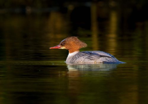 Simon Roberts-Goosander