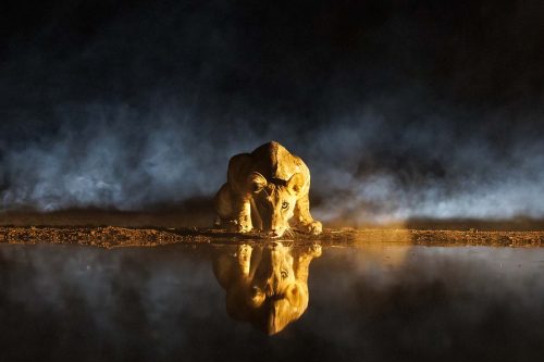 Keith Snell-Lion-At-The-Waterhole