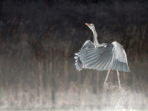 Alan Walker-Heron-take-off-in-the-Mist