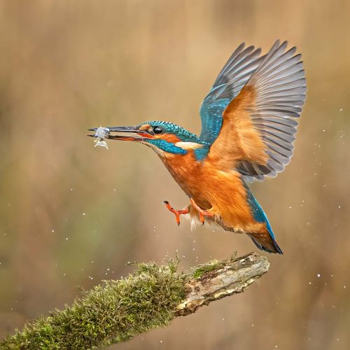 Alan Walker-Kingfisher-Landing-with-Catch