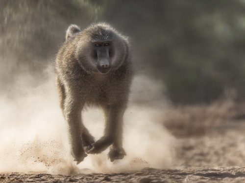 Julie Walker-Baboon-in-a-Hurry