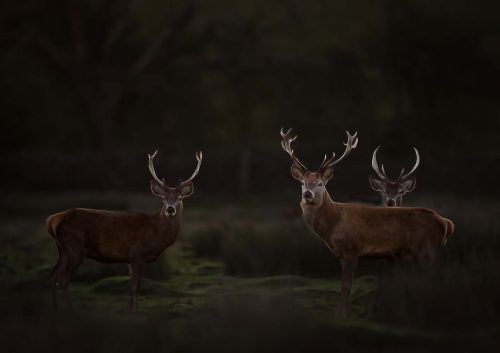 Pete Whieldon-The-Deer-Rut.-Waiting-for-an-opportunity-