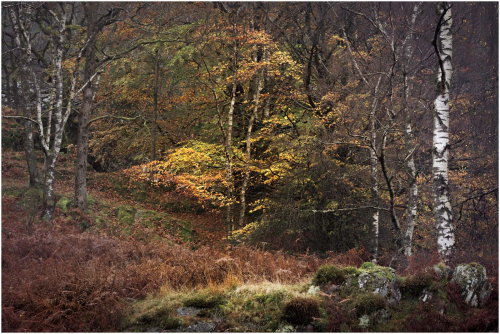 Autumn-in-the-Woods-by-Tony-Melling