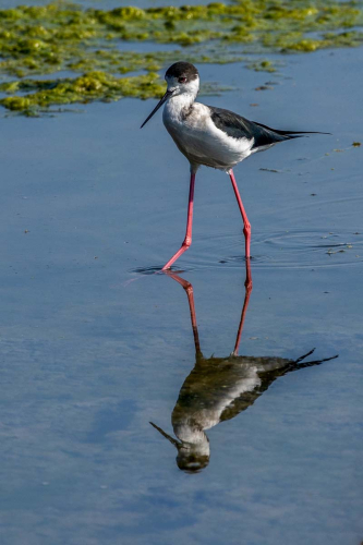 Black-winged-Stilt-by-Tom-Stenhouse