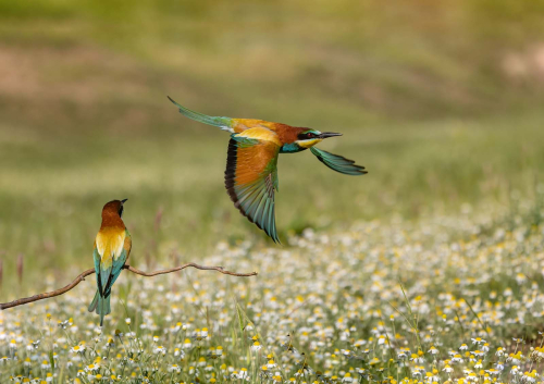European-Bee-Eaters-by-Tony-Marsh