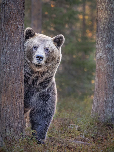 European-Brown-Bear-Confrontation-by-Alan-Walker