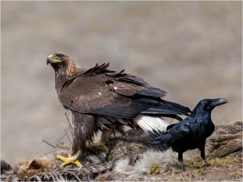 Golden-Eagle-Raven-2-by-Ronnie-Gilbert