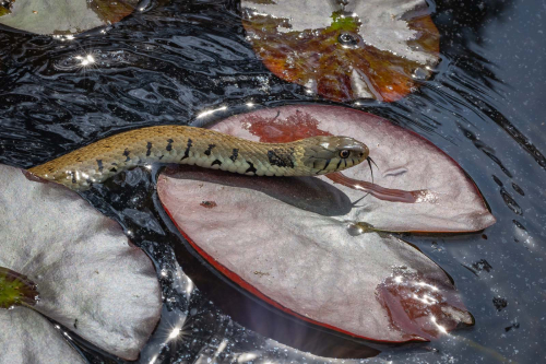 Grass-Snake-amongst-the-Water-Lilies-by-Tony-Marsh