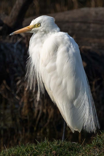 Hunchback-Heron-by-Tom-Stenhouse