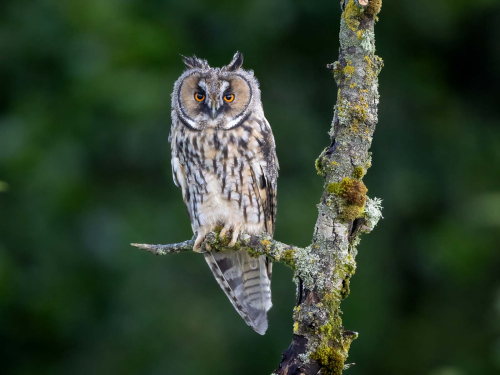 Long-Eared-Owl-by-Jeremy-Malley-Smith