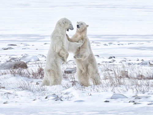 Male-Polar-Bears-Sparring-by-Julie-Walker