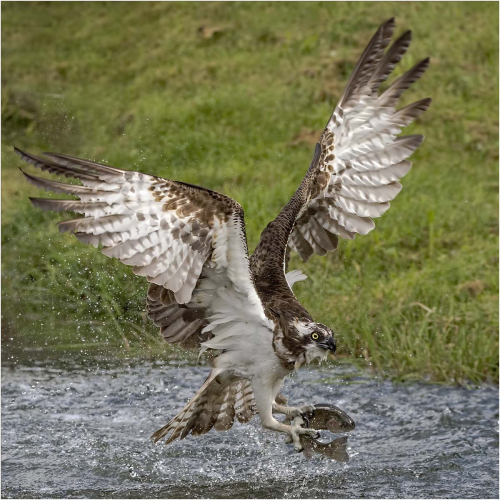 Osprey-with-Trout-by-Ronnie-Gilbert