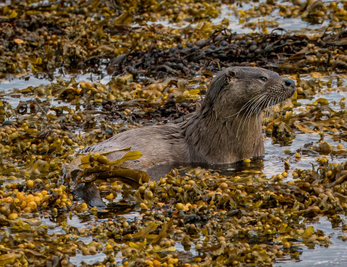 Otter-in-seaweed-by-Mike-Kidd