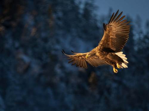 Snowy-Fjords-First-Light-by-Simon-Roberts