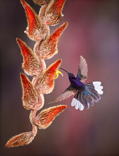 Violet-Sabrewing-by-Simon-Roberts
