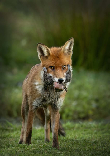 Young-Fox-Cub-with-Squirrel-by-Pete-Whieldon