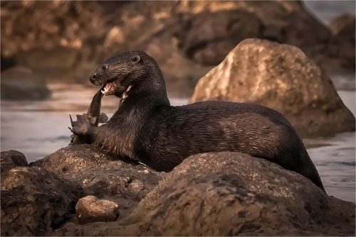 Fred Bell-African-Spotted-Neck-Otter-Feeding