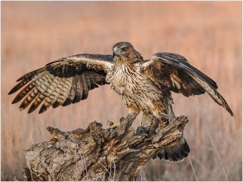 Ronnie Gilbert-Bonellis-Eagle-on-a-Stump-Copy