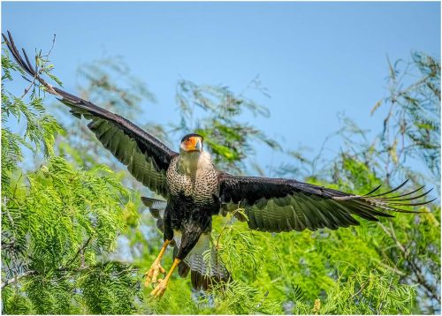 Ronnie Gilbert-CaraCara-in-Flight