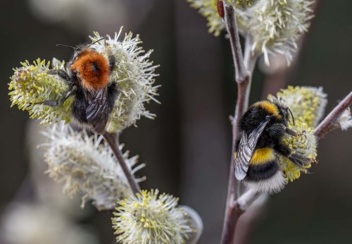 Richard Jakobson-Bumblbees-on-Catkins
