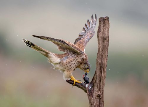 Jeremy Malley-Smith-Kestrel-Eating-In-The-Rain