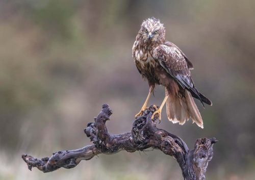 Jeremy Malley-Smith-Western-Marsh-Harrier-In-The-Rain