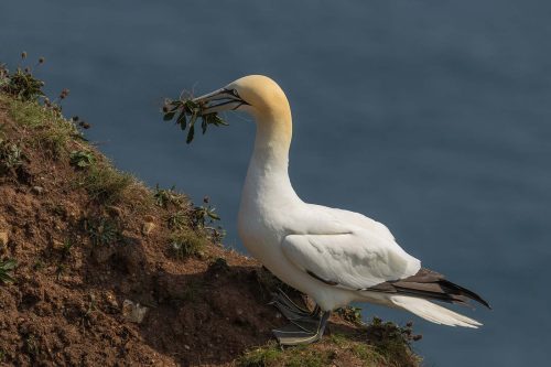 Tony Marsh-Gannet-with-Nest-Material