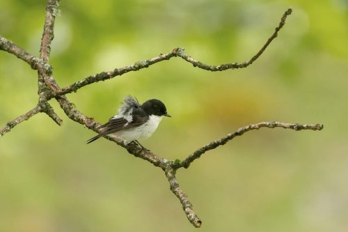 Tony Marsh-Pied-Flycatcher-with-Ruffled-Feathers