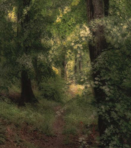 Tony Melling-Woodland-Path