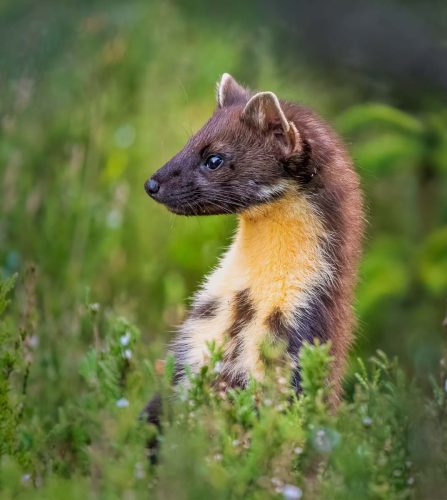 Simon Roberts-Pine-Marten
