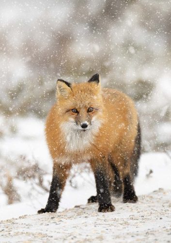 Pete Whieldon-Red-Fox-in-Arctic-Snow