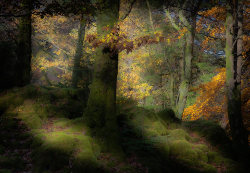 Autumn Dream by Chris Burgess
