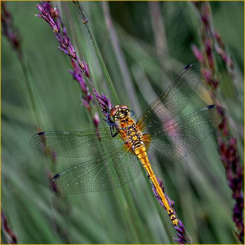 Common Darter by David Woodthorpe