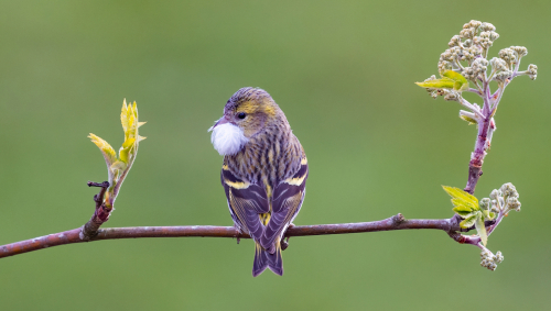 Female Siskin with Feather by Tony Marsh