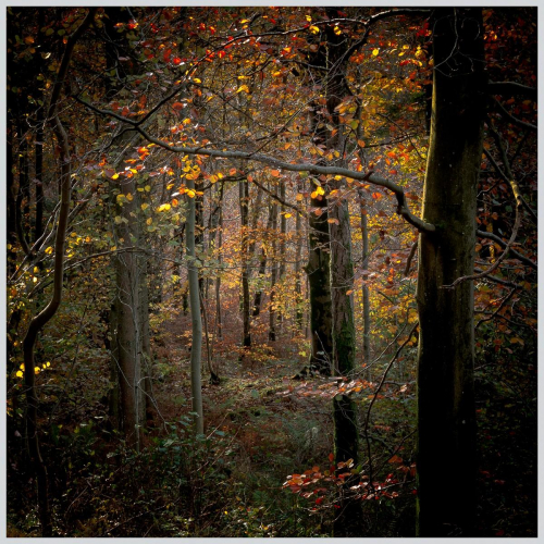 Autumn Glow By Tony Melling