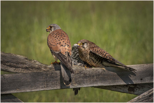 Pair of wild Kestrels feeding by Carol Minks