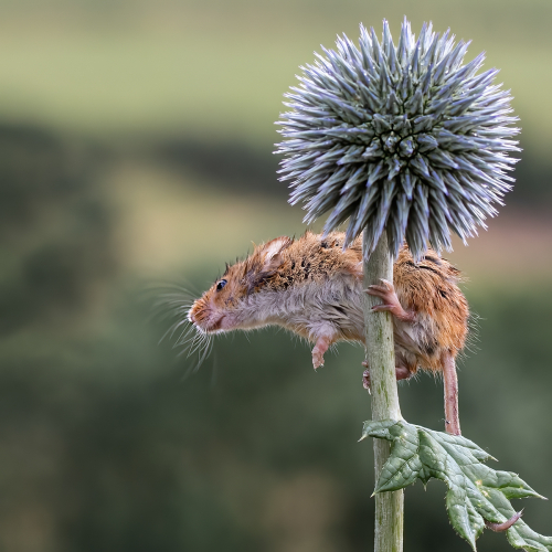 Hey Alan, I've found it by Marilyn Woodthorpe