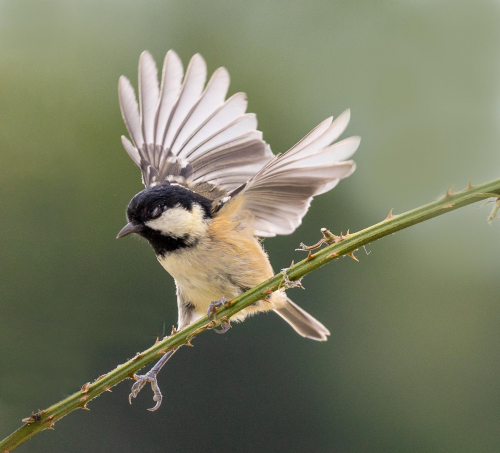 Eyes Closed for Landing by Tom Stenhouse