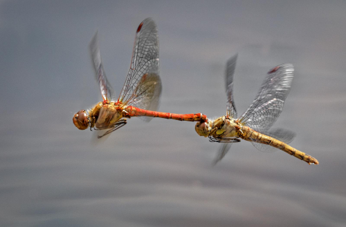 Common Darters Mating in Flight by David Price